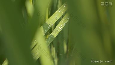 水稻粮食大米浇水灌溉滋润